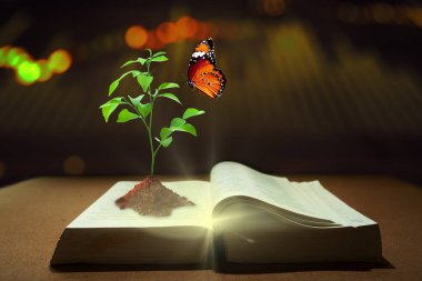 Toprak ekimi ve kelebekli genç bir bilgi bitkisi eski kitabı sihirli ışıkla açıyor. Bilgi Kazanmak, Yeni Öğrenmek ve Bilgelik Kavramını Artırmak.