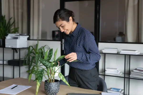 Happy Indian female employee water green plant in office — Stock Photo, Image