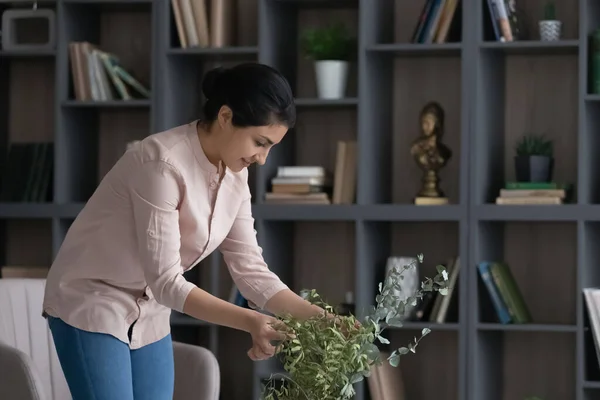 Young Indian woman take care of green house plant