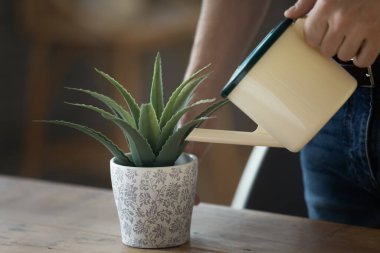 Eco friendly living. Cropped close up male water compact potted succulent agave on wooden desk in stylish ceramic flowerpot using small watering can. Indoor plants care home gardening ritual concept