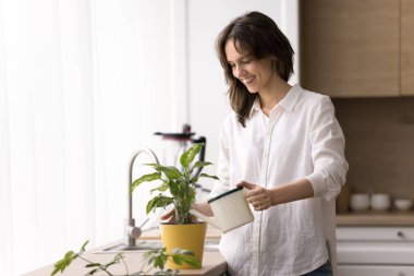 Yeşillik bakımı. Güzel, gülümseyen, genç bir ev sahibi ev işi yapıyor. Ev işleri yapıyor. Açık mutfakta konserve sulamaktan ev içi ev bitkileri yapıyor. Boşluğu kopyala