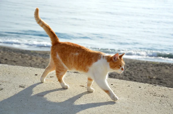Eine glückliche Ingwer-weiße Katze, die am Strand spaziert — Stockfoto