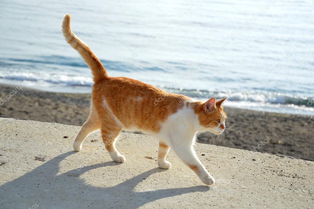 A happy ginger-white cat walking along the beach