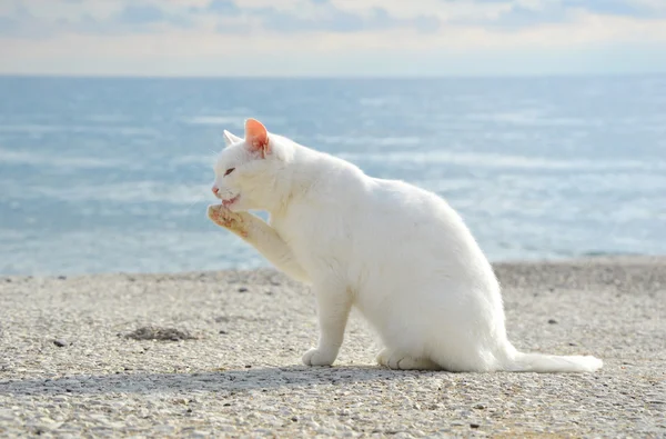 Biały kot oporządzanie konia sam na molo — Zdjęcie stockowe