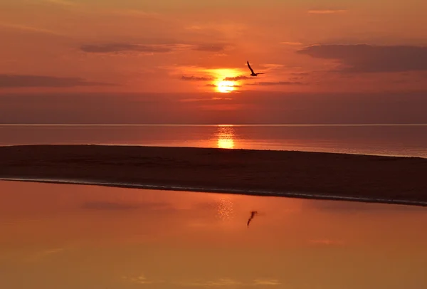 황혼 이나 새벽에 모래 은행 및 잔잔한 바다 위로 비행 하는 갈매기의 실루엣 — 스톡 사진