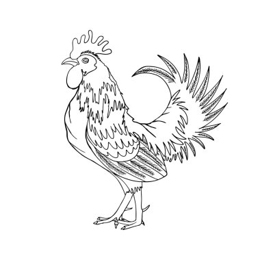 hand drawing cock or rooster clipart
