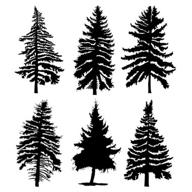 Set of pine trees silhouettes  clipart