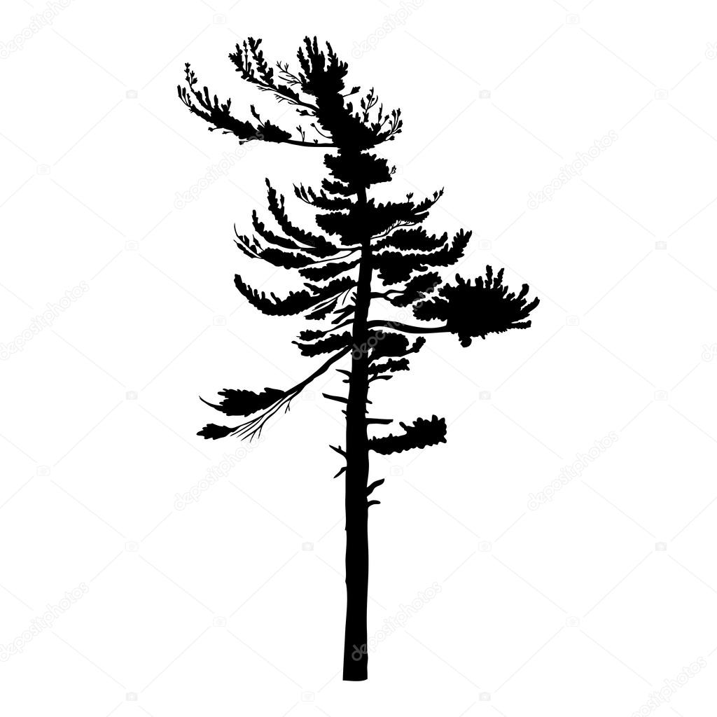 Silhouette of pine tree — Stock Vector © goldenshrimp ...