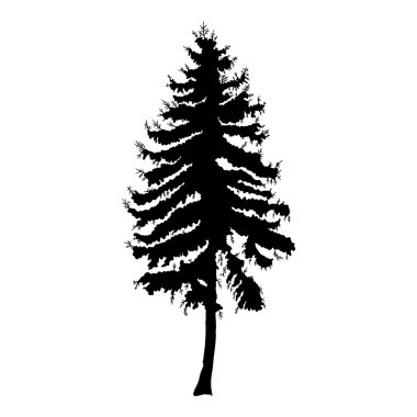 Siyah çam ağacının silueti