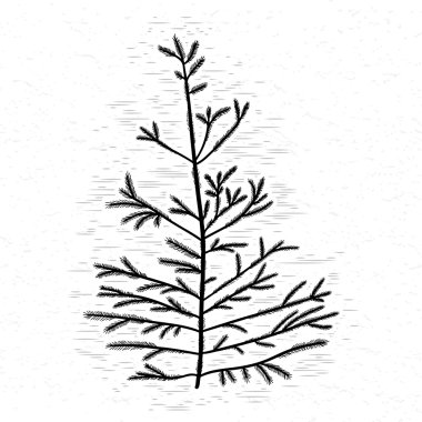 Siyah çam ağacının silueti