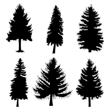 Köknar ağaçlarının silhouettes seti 