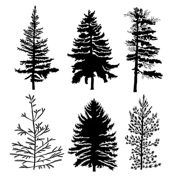 Σύνολο σιλουέτες δέντρα ελάτης — Διανυσματικό Αρχείο