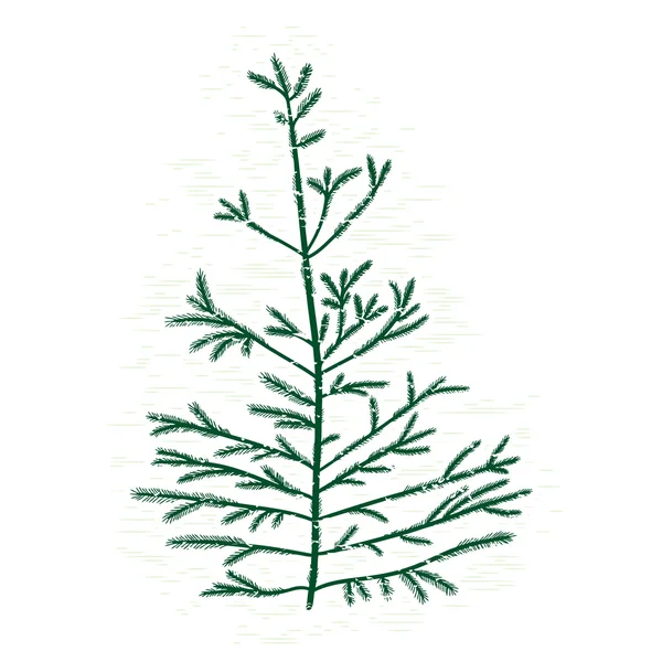 Hand drawn silhouette of pine tree — Stock Vector