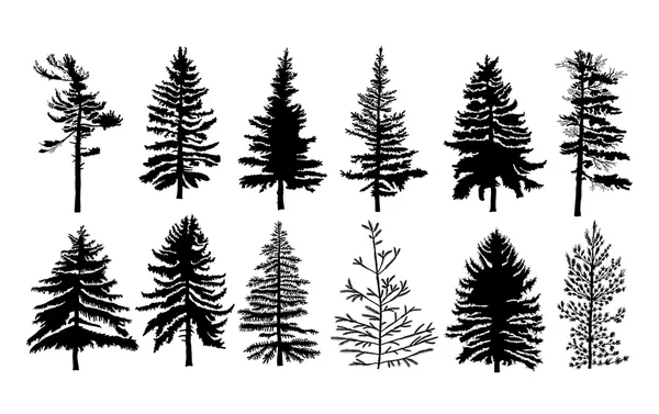 Set of different silhouettes of pine trees — Stock Vector