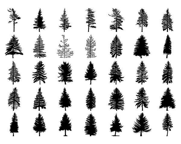 Set of different silhouettes of pine trees