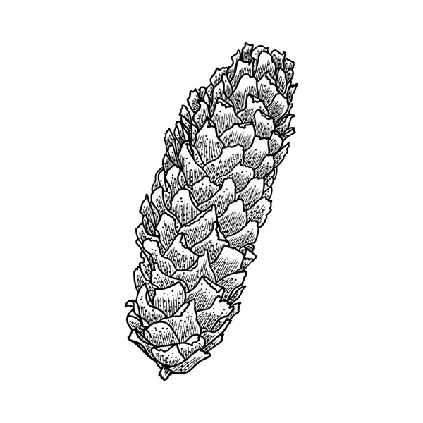 Детальний малюнок соснового конуса — стоковий вектор