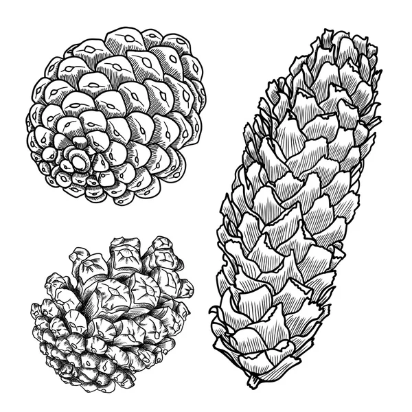 Desenho à mão cones de pinheiro —  Vetores de Stock