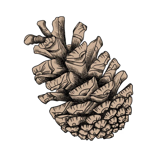 Dibujo de cono de pino detallado — Vector de stock