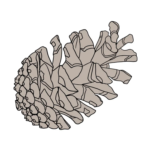 Dibujo de cono de pino detallado — Vector de stock
