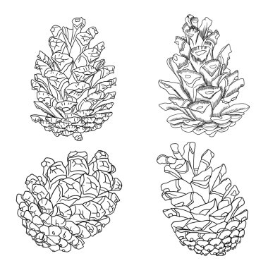 Set of hand drawn pine cones clipart