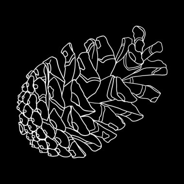 Hand drawing pine cone vector