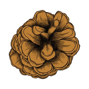 El çizim çam kozalağı