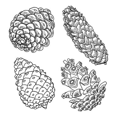 El çizilmiş pinecones seti