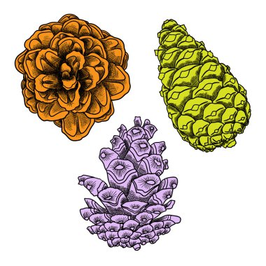 El çizilmiş pinecones seti