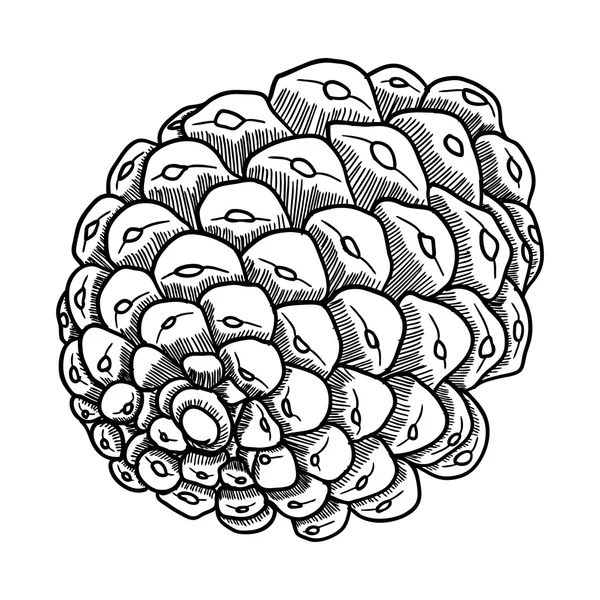 Pinecone handtekening — Stockvector