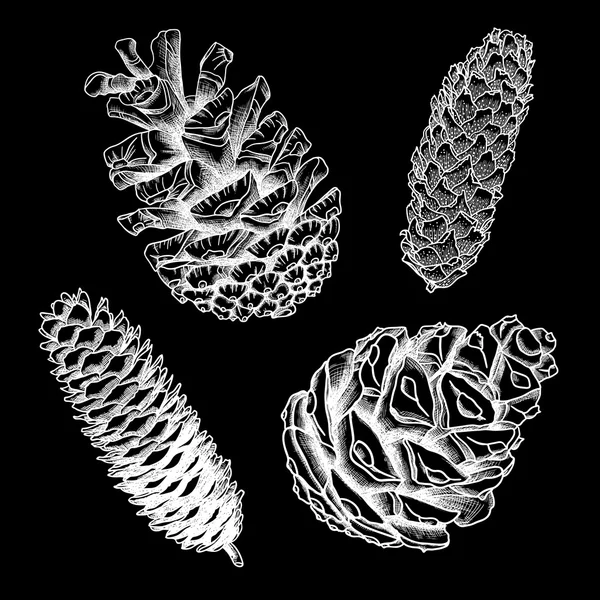 Set hand getekende pinecones — Stockvector