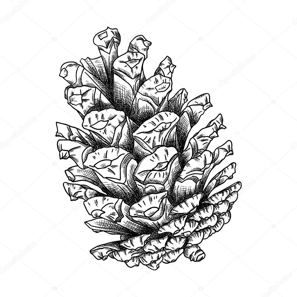 Pinecone hand drawing