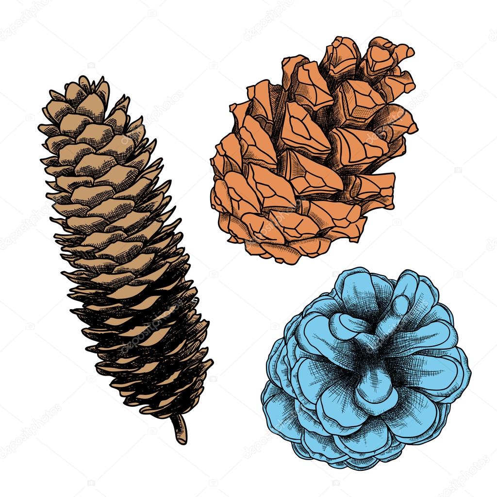 Set of hand drawn pinecones