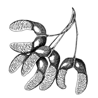 Mürekkep rustik akçaağaç tohumları