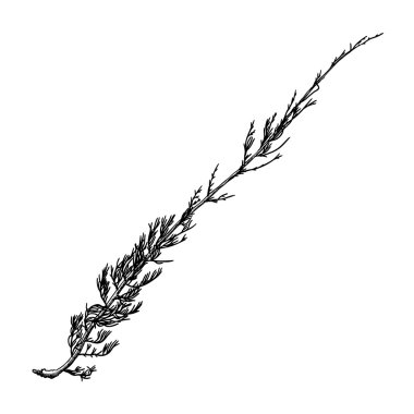 El çizilmiş ahşap dal, mürekkep rustik tasarım elemanı. 