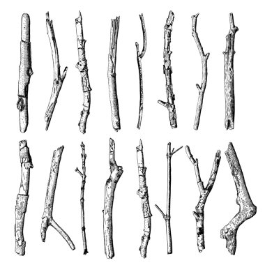 El çizilmiş ahşap dal, mürekkep rustik tasarım elemanı. 