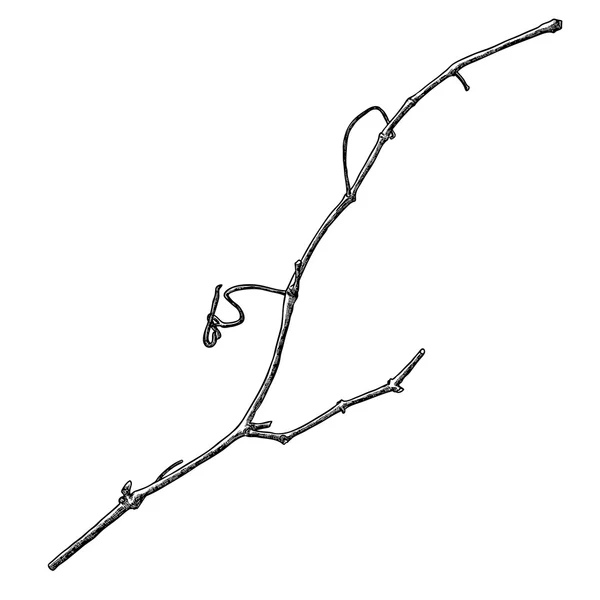 手绘木树枝，墨水质朴的设计元素. — 图库矢量图片