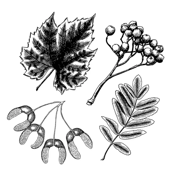 Pflanzenelemente von Hand zeichnen — Stockvektor