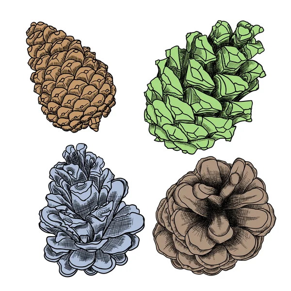 Set of hand drawn pine cones — Stock Vector