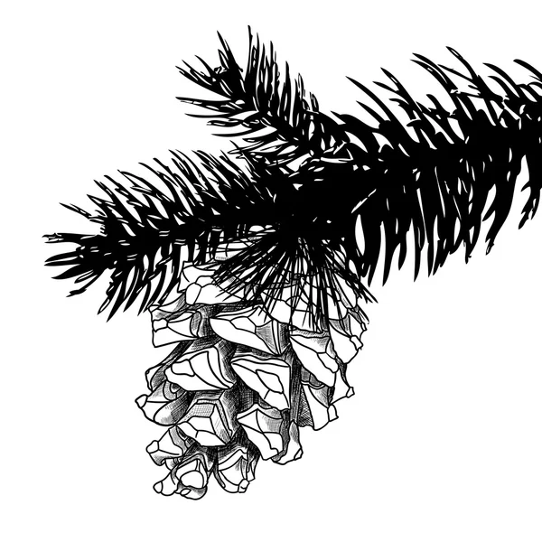 Pinecone desenhado à mão —  Vetores de Stock