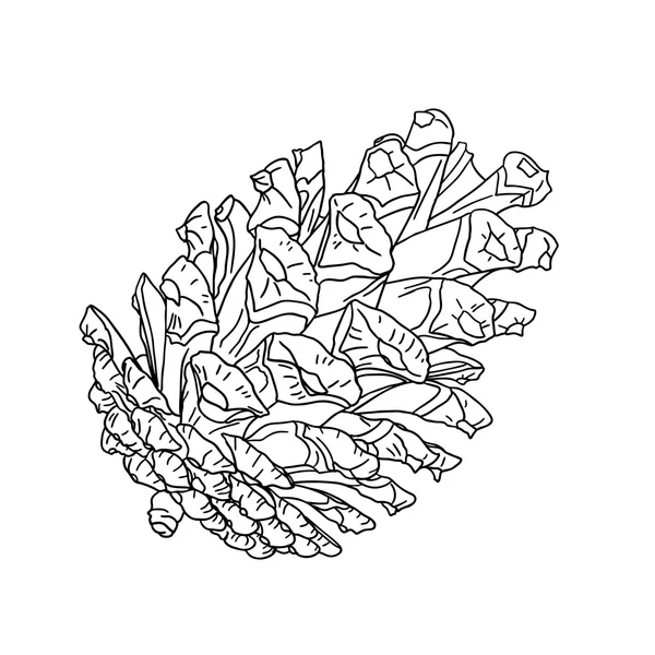 Hand getekende pinecone — Stockvector