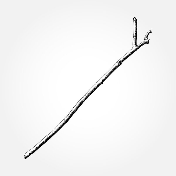 Сухая ветвь дерева
