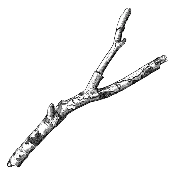 Branche d'arbre sèche — Image vectorielle