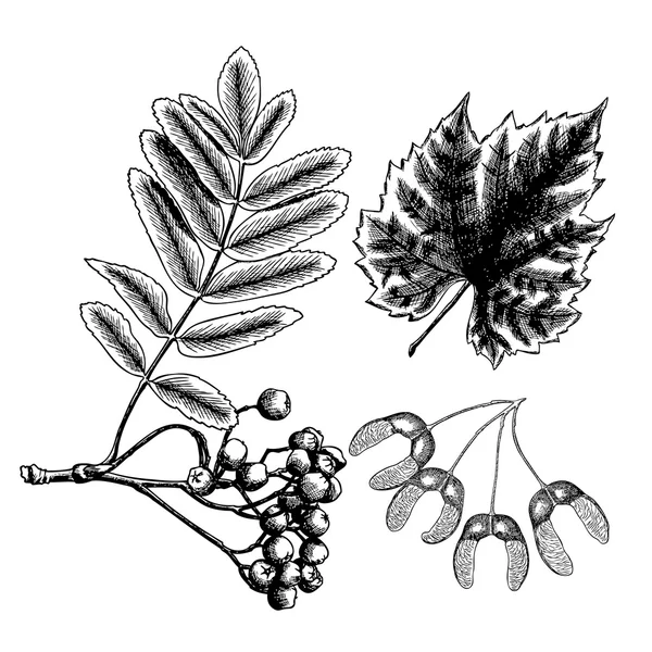 Ручний малюнок чорнила сільського кленового насіння — стоковий вектор