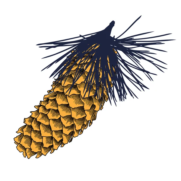 Боку звернено pinecone — стоковий вектор