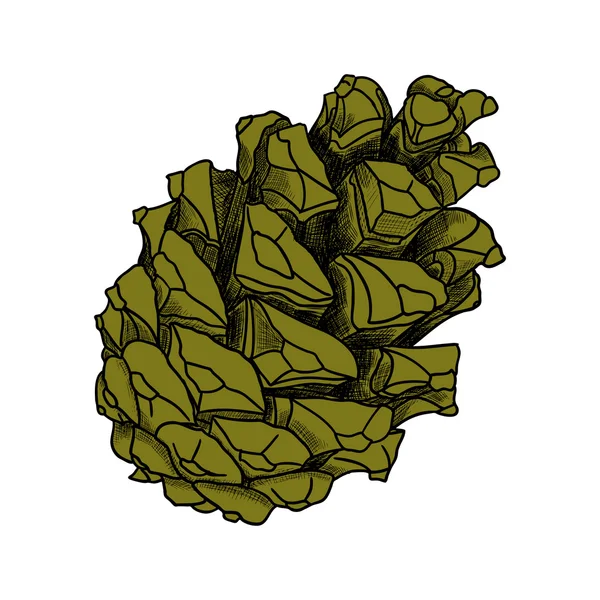 Pinecone dessiné à la main — Image vectorielle