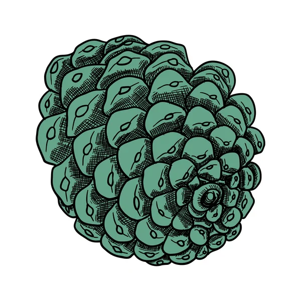 Hand getekende pinecone — Stockvector