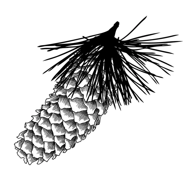 Pinecone dibujado a mano — Vector de stock