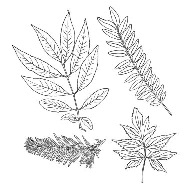 El yapımı botanik yapraklar dallar ve eğreltiotu. Evcil ev çiçekleri tasarım elementleri. Düğün davetiyeleri ve yaz indirimi afişleri için çizimler yapıyorum. Vektör.