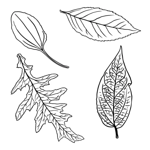 Ręcznie Rysowane Liście Botaniczne Gałęzie Paproć Domowe Elementy Dekoracji Kwiatowej — Wektor stockowy