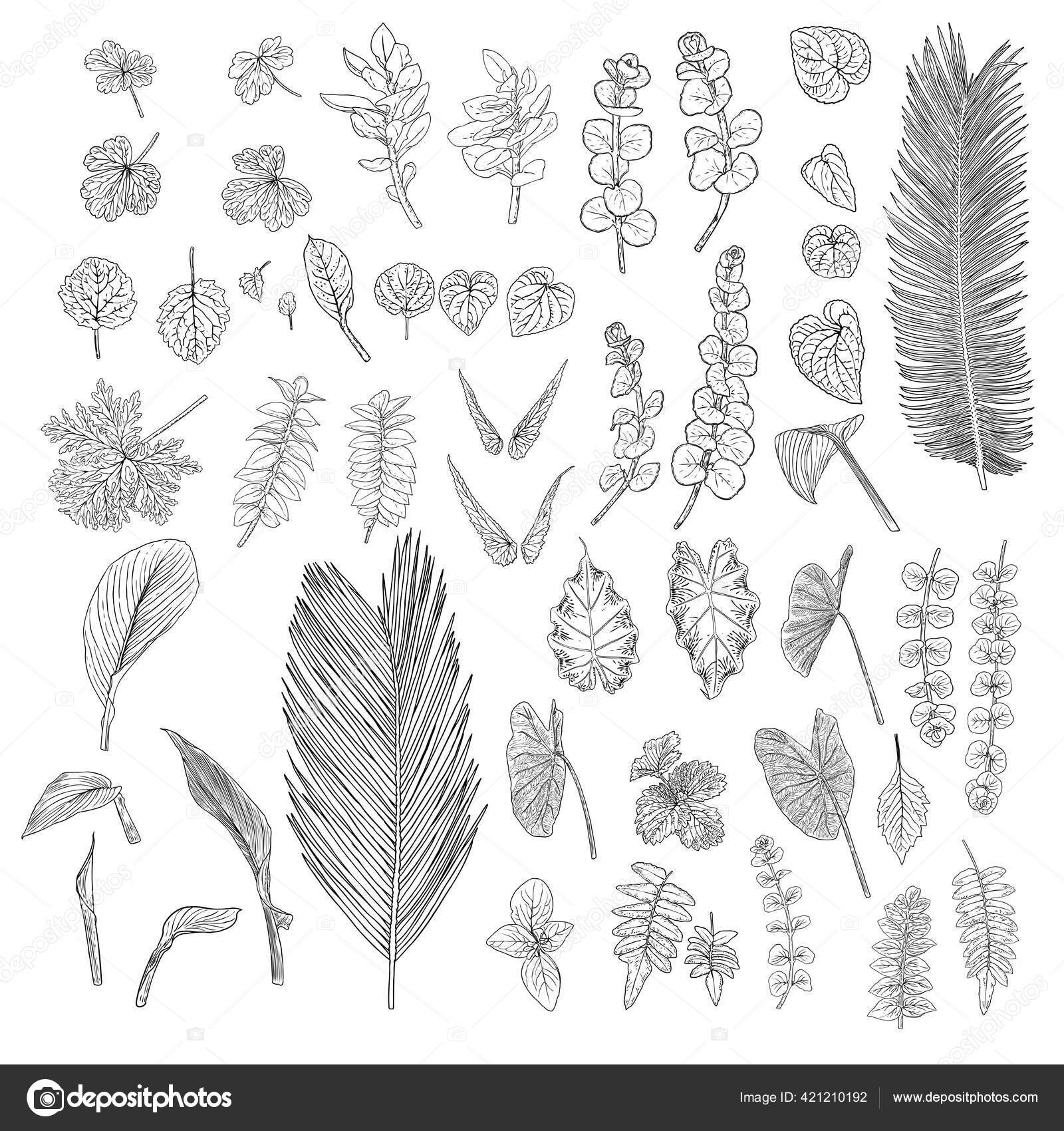 Conjunto de coleção de desenho à mão de vegetação botânica